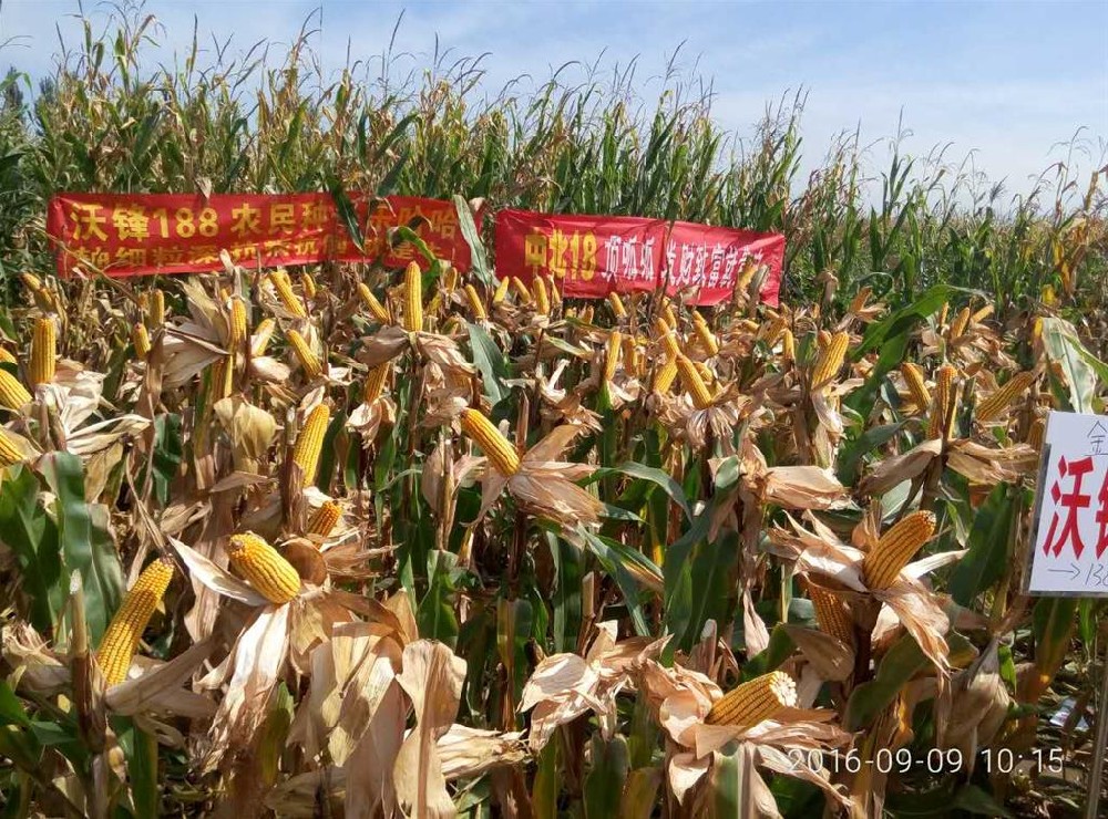 2011年屯留县宝丰种业观摩会